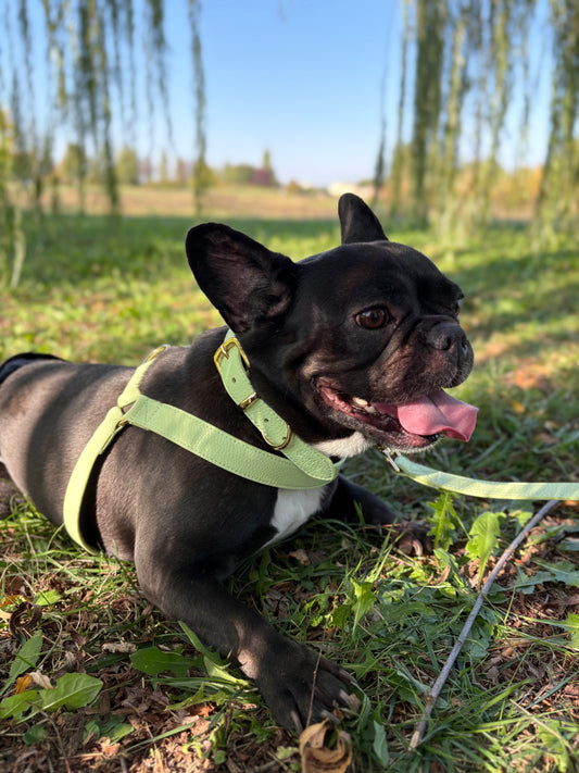 Pettorina regolabile in pelle microfibra – comfort e stile in ogni uscita