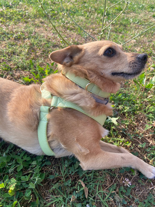 Pettorina regolabile in pelle microfibra – comfort e stile in ogni uscita