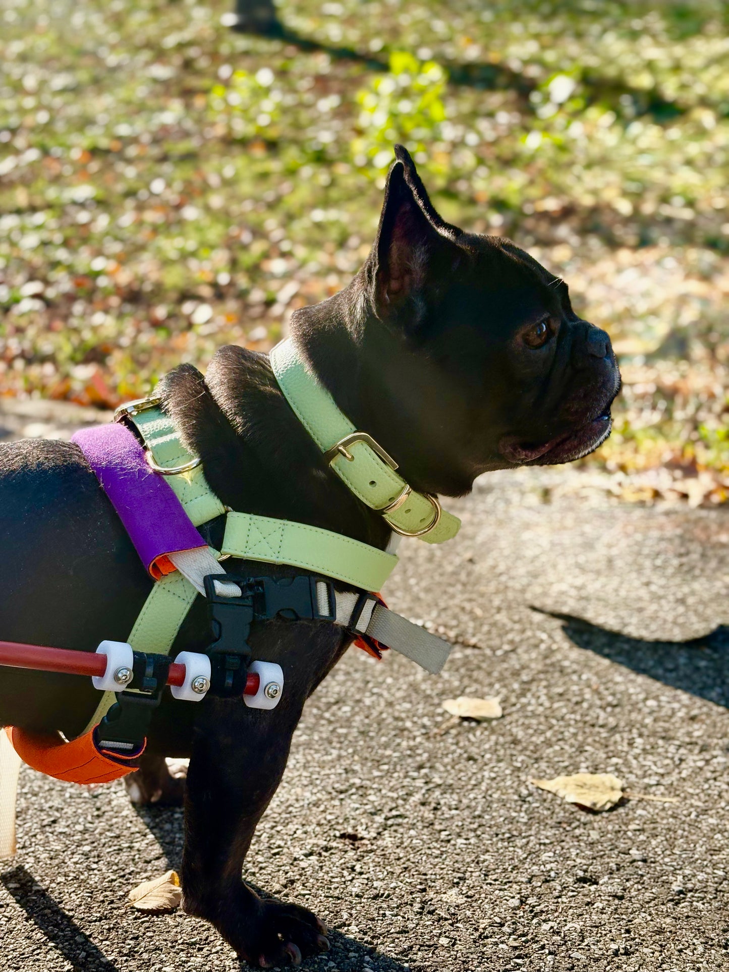 Collare in pelle microfibra – elegante, resistente e confortevole