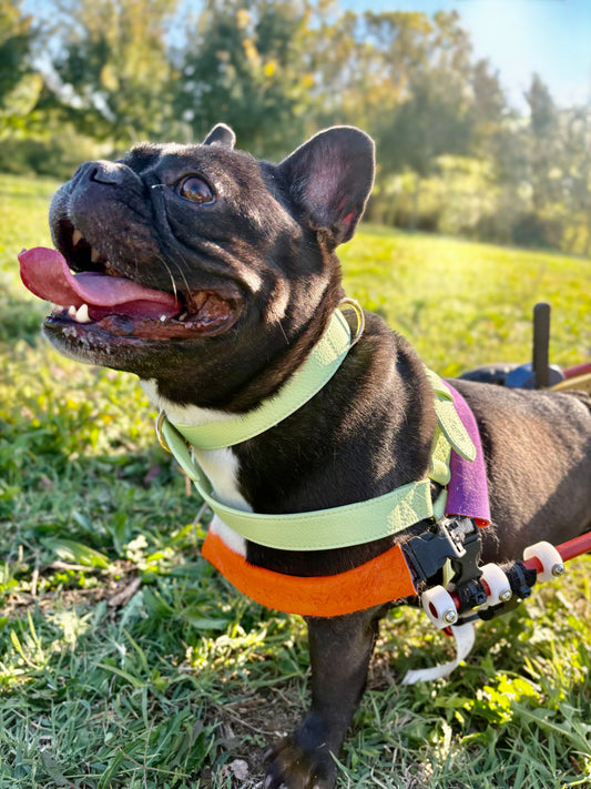 Collare in pelle microfibra – elegante, resistente e confortevole