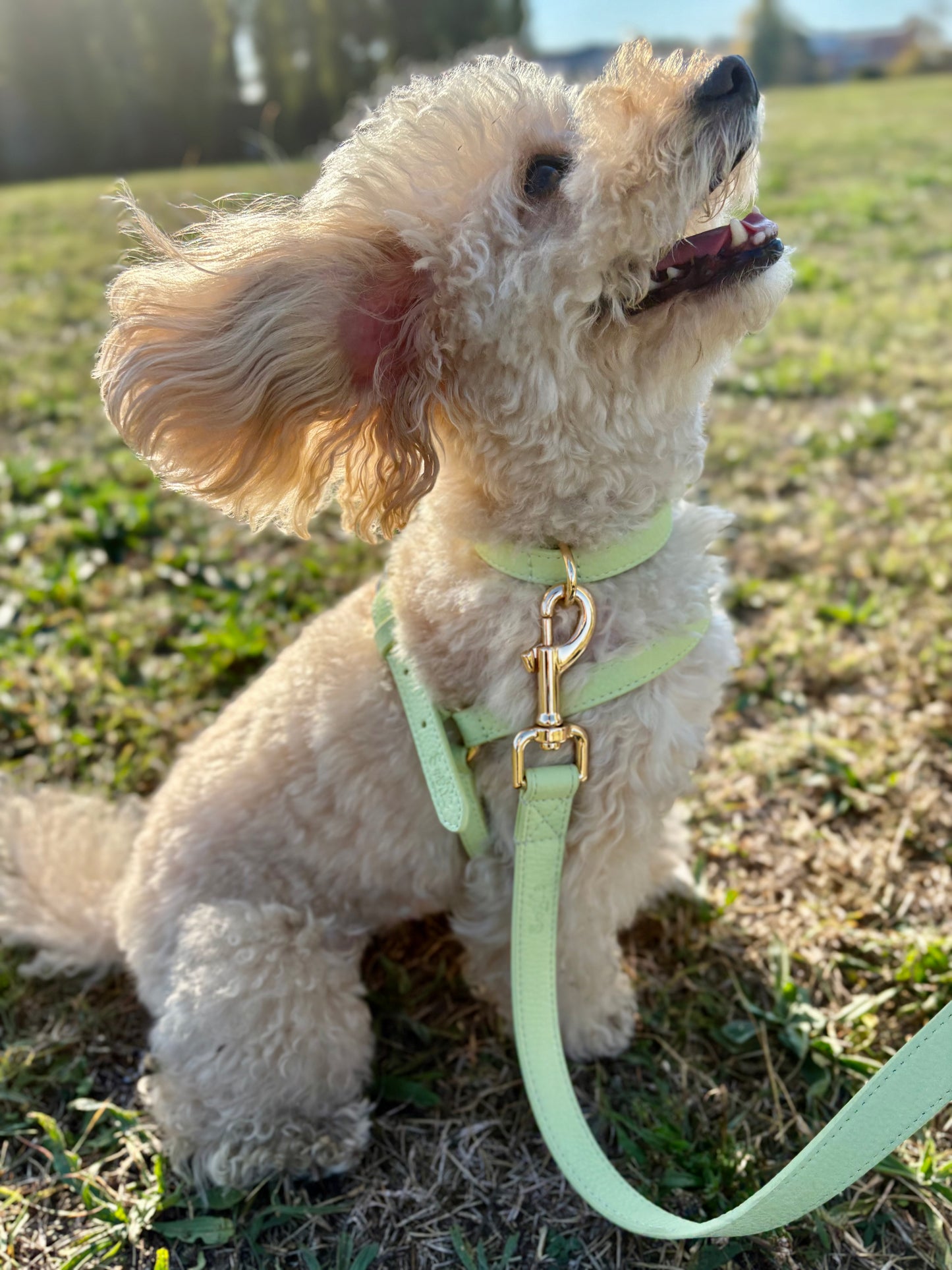 Collare in pelle microfibra – elegante, resistente e confortevole