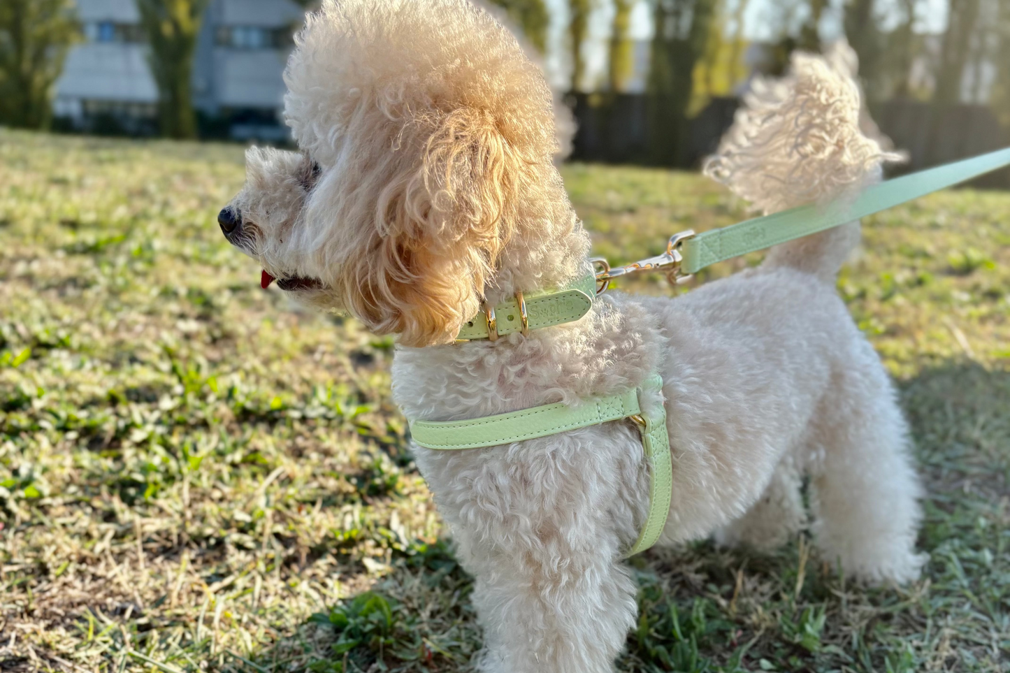 Collare in pelle microfibra – elegante, resistente e confortevole